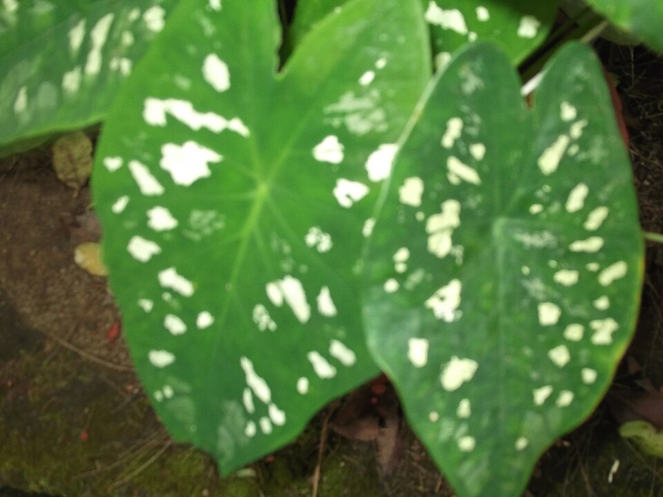 Caladium Bicolor Leaf — botanical anatomy illustration