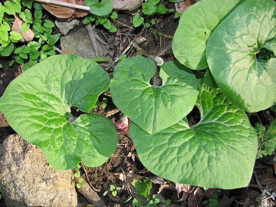 Canadian Wild Ginger Flower — botanical anatomy illustration