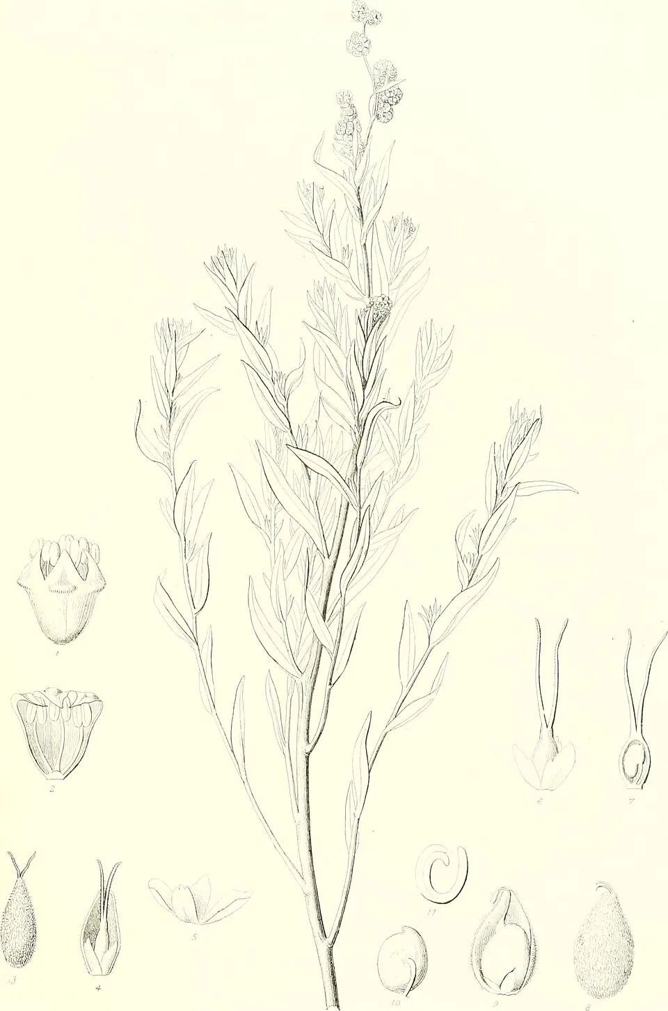 Canadian Wild Ginger Fruit — botanical anatomy illustration