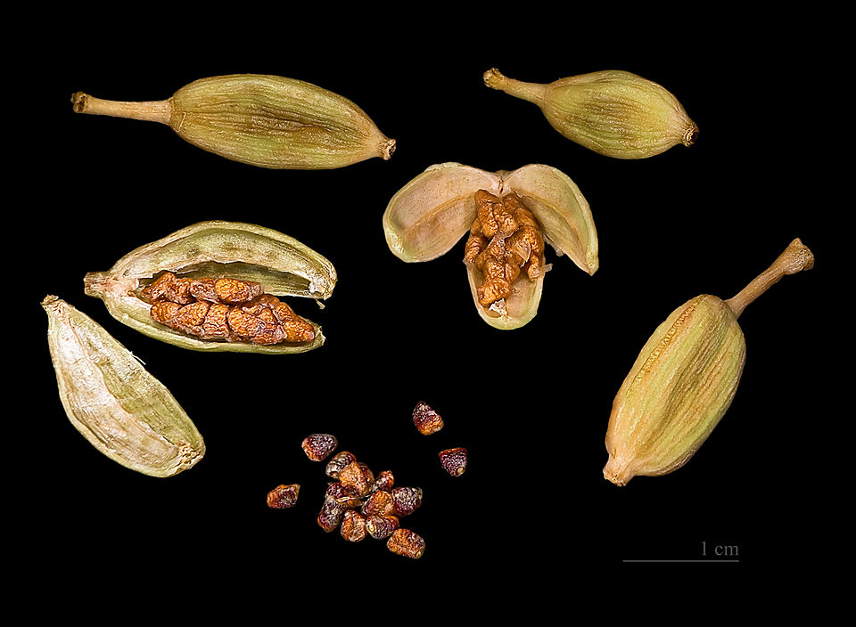 Cardamom Fruit — botanical anatomy illustration