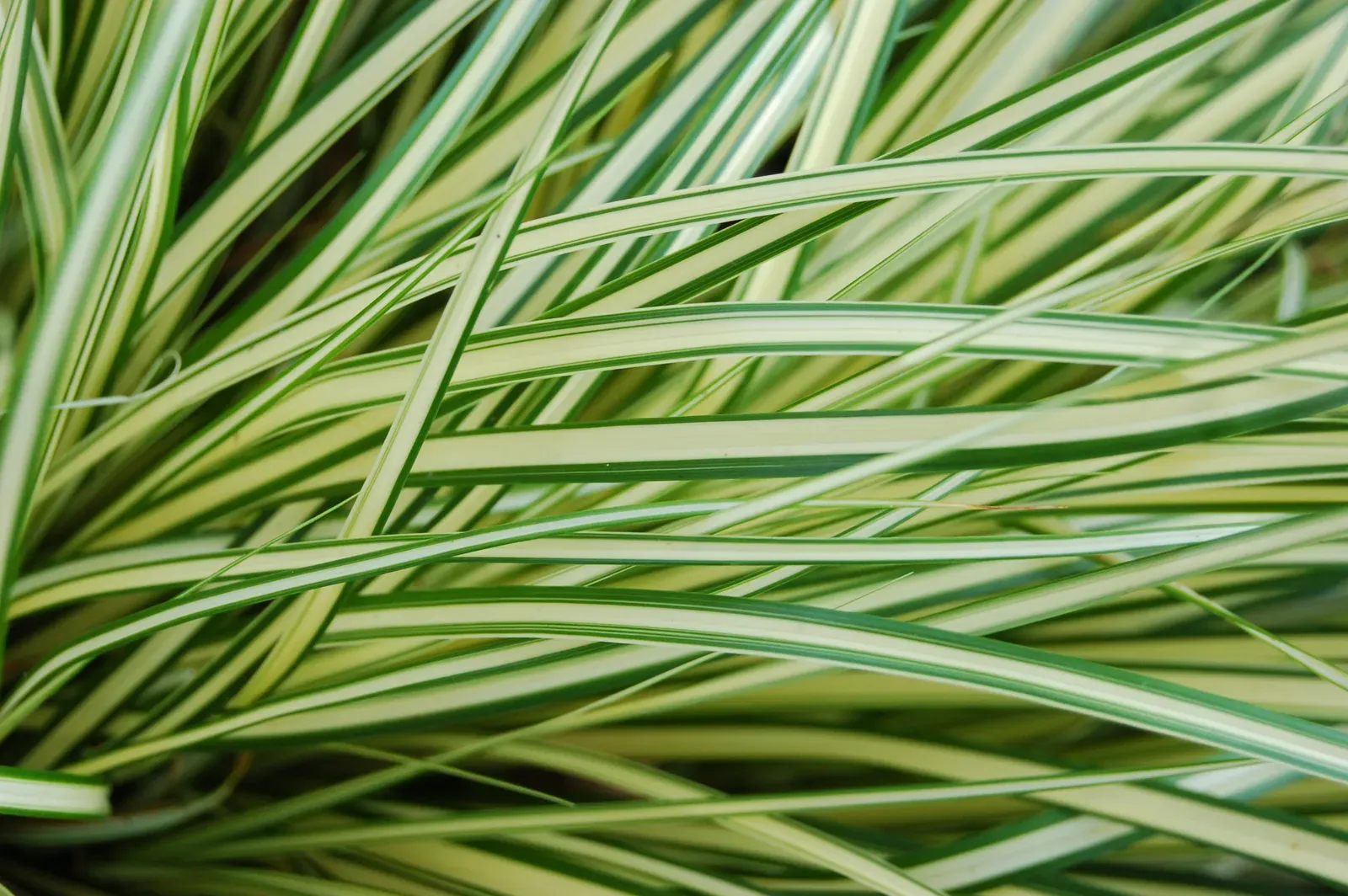 Carex Oshimensis Leaf — botanical anatomy illustration