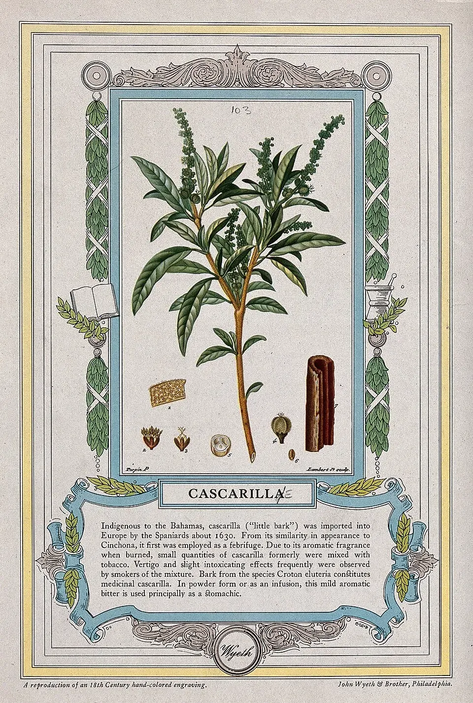 Cascarilla Bark & Stem — botanical anatomy illustration