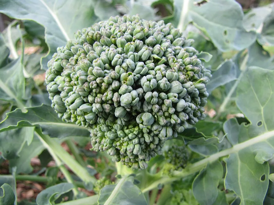 Cauliflower Fruit — botanical anatomy illustration