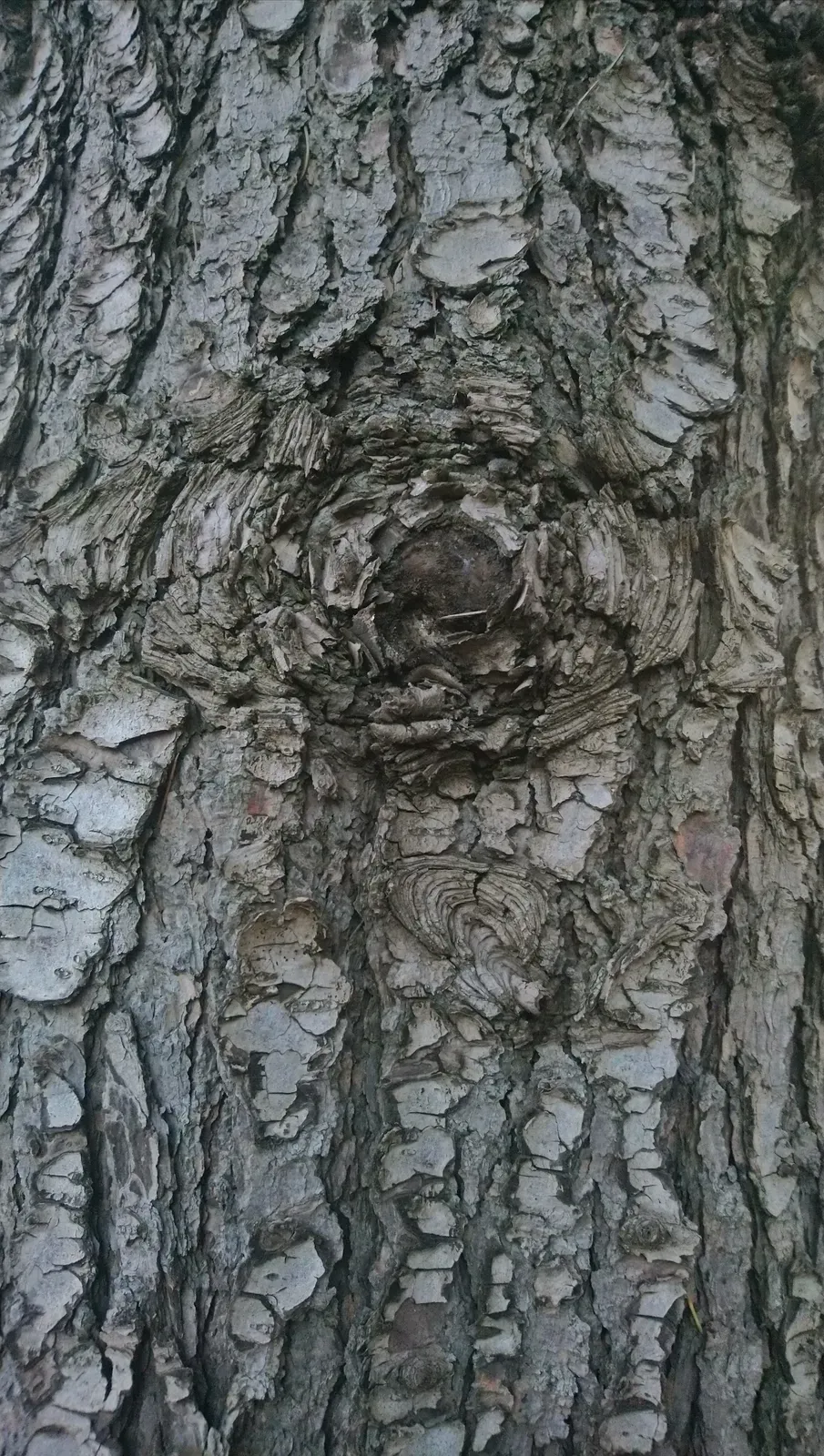 Cedar of Lebanon Bark & Stem — botanical anatomy illustration