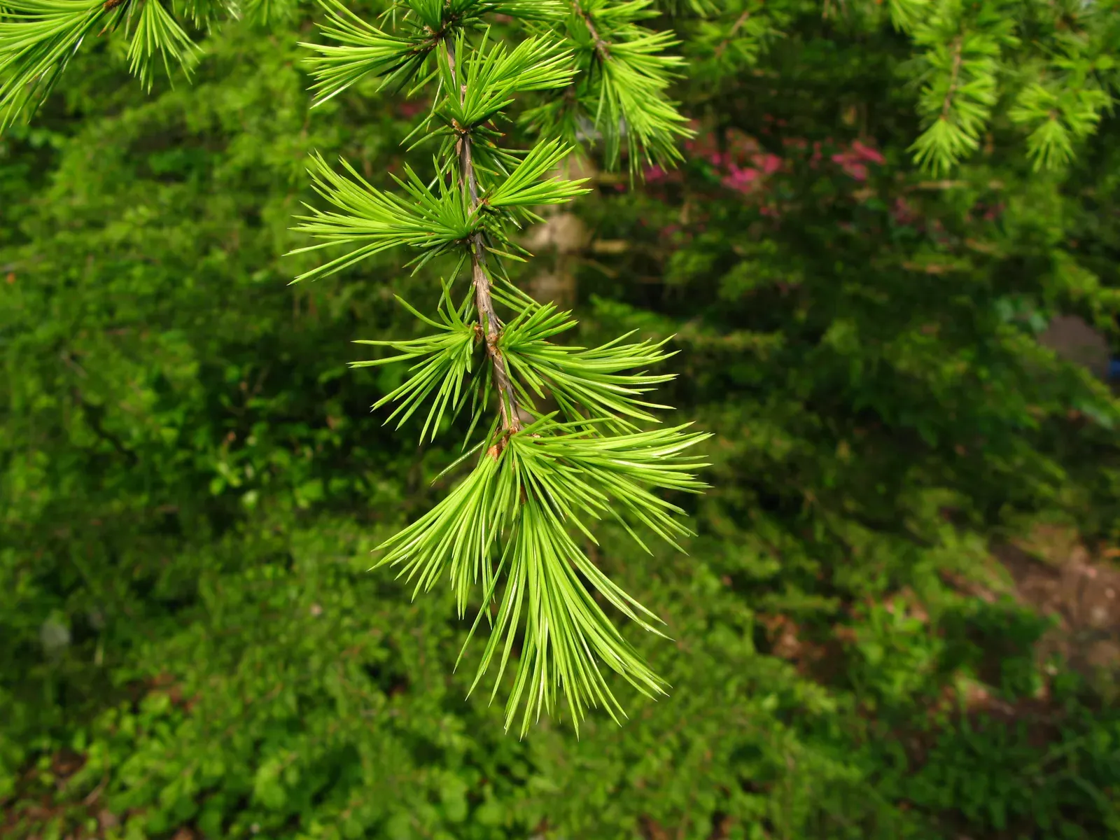 Cedar of Lebanon Leaf — botanical anatomy illustration