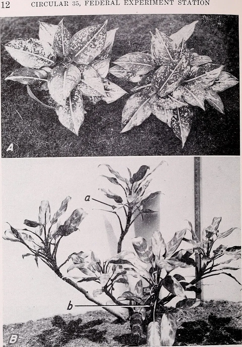 Aglaonema Costatum Flower — botanical anatomy illustration
