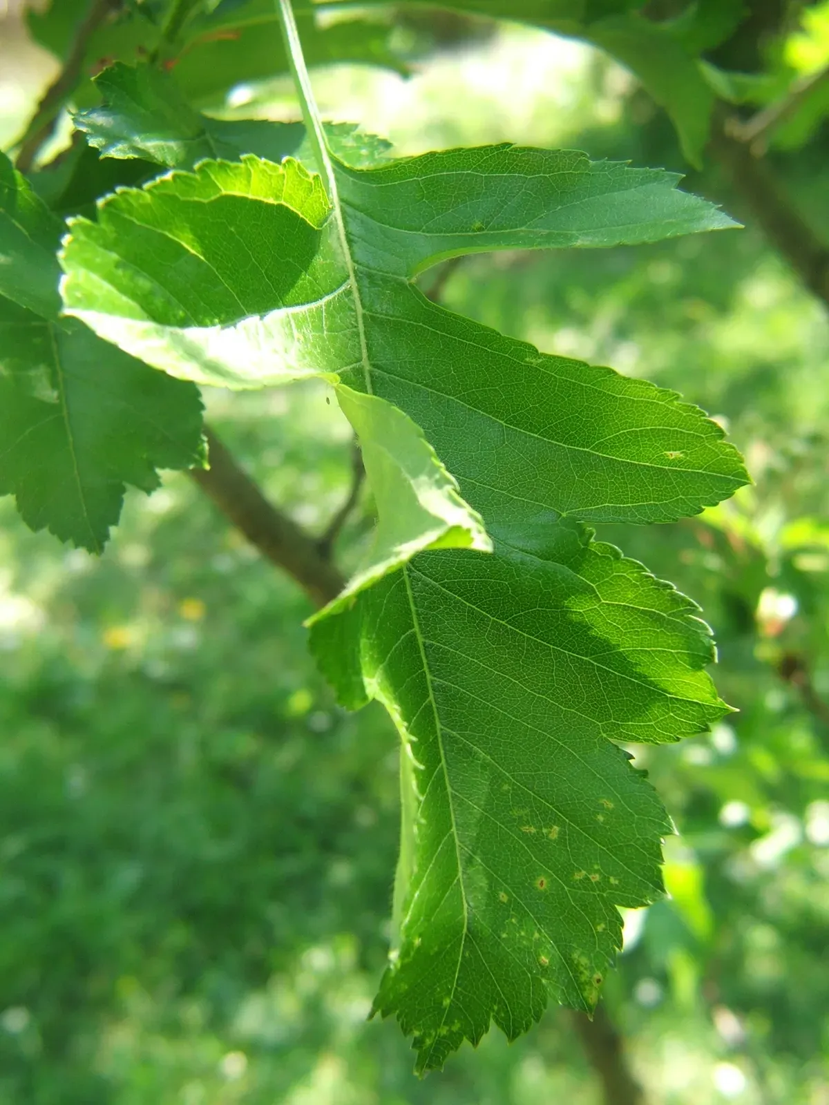 Chinese Hawthorn Leaf — botanical anatomy illustration