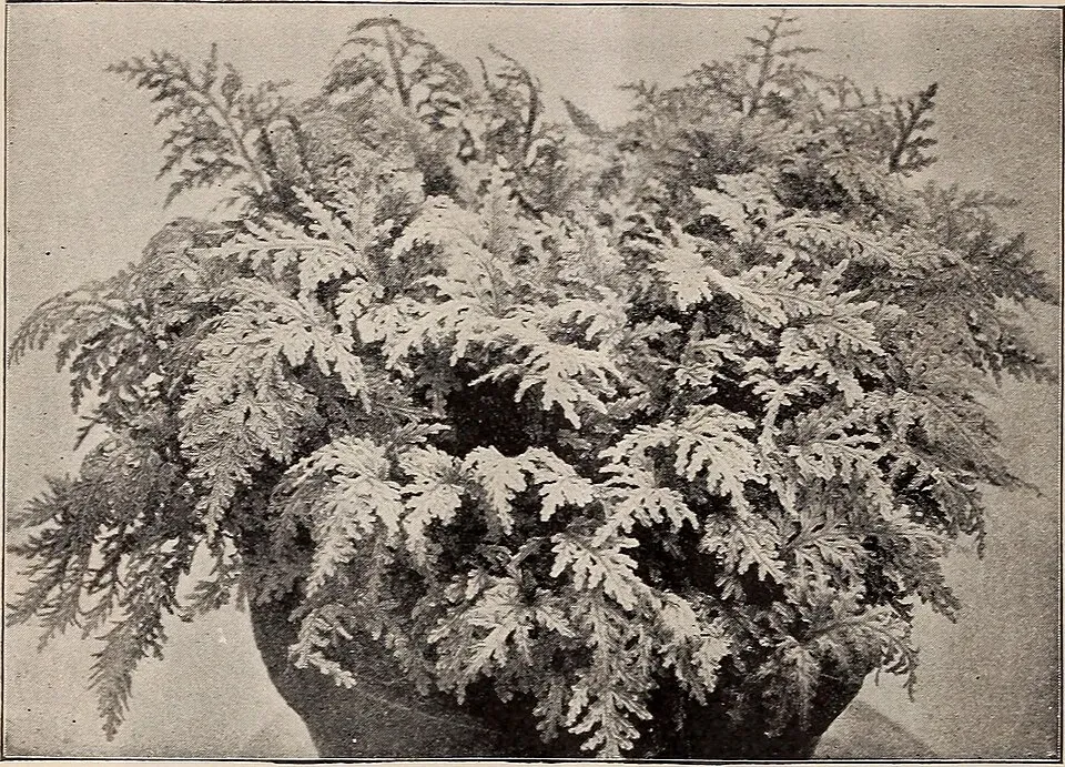Club Moss Fruit — botanical anatomy illustration