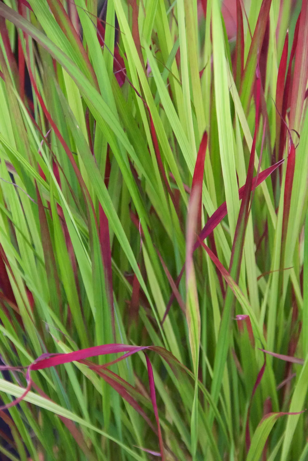 Cogon Grass Flower — botanical anatomy illustration