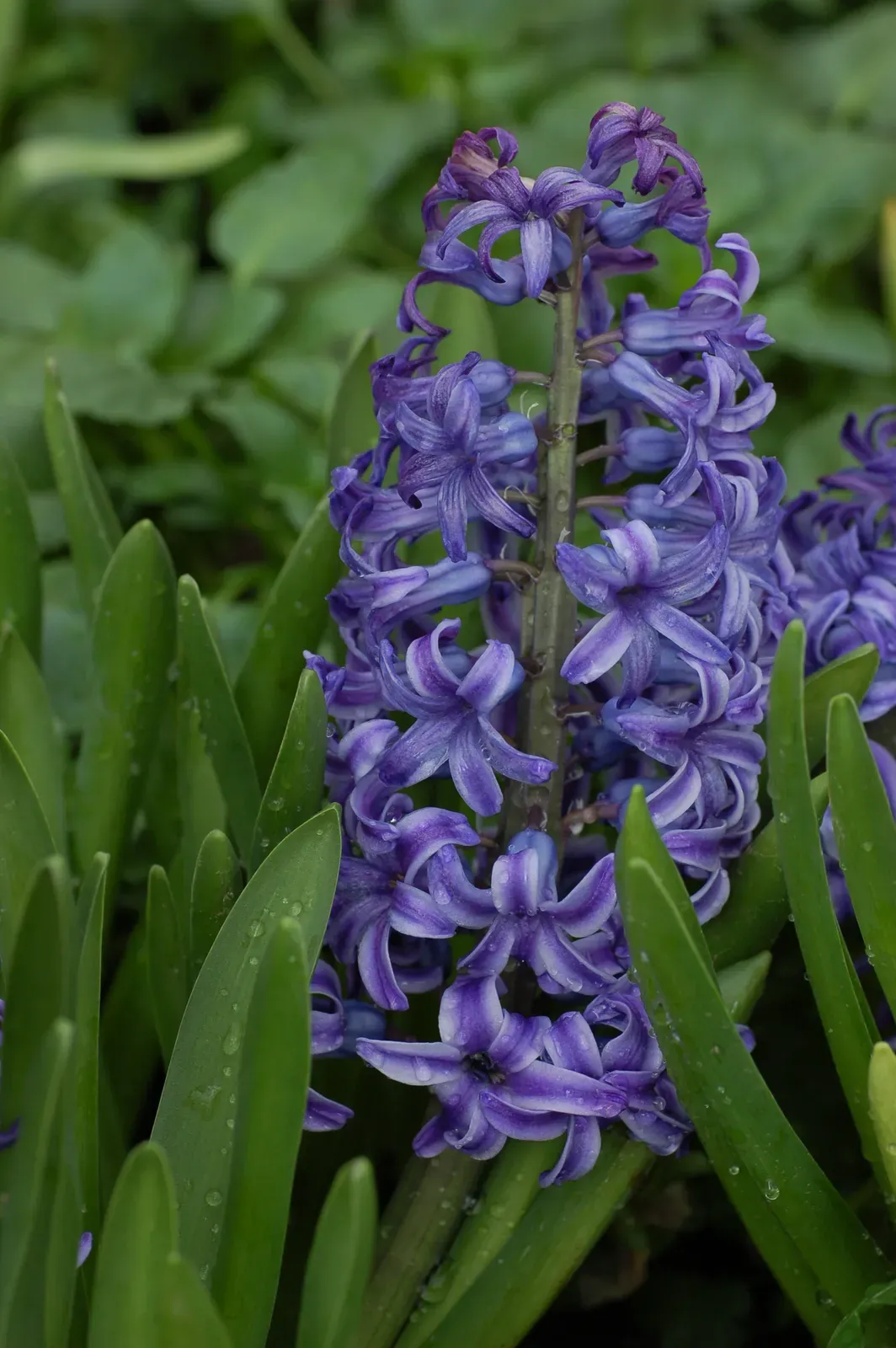 Common Hyacinth Flower — botanical anatomy illustration
