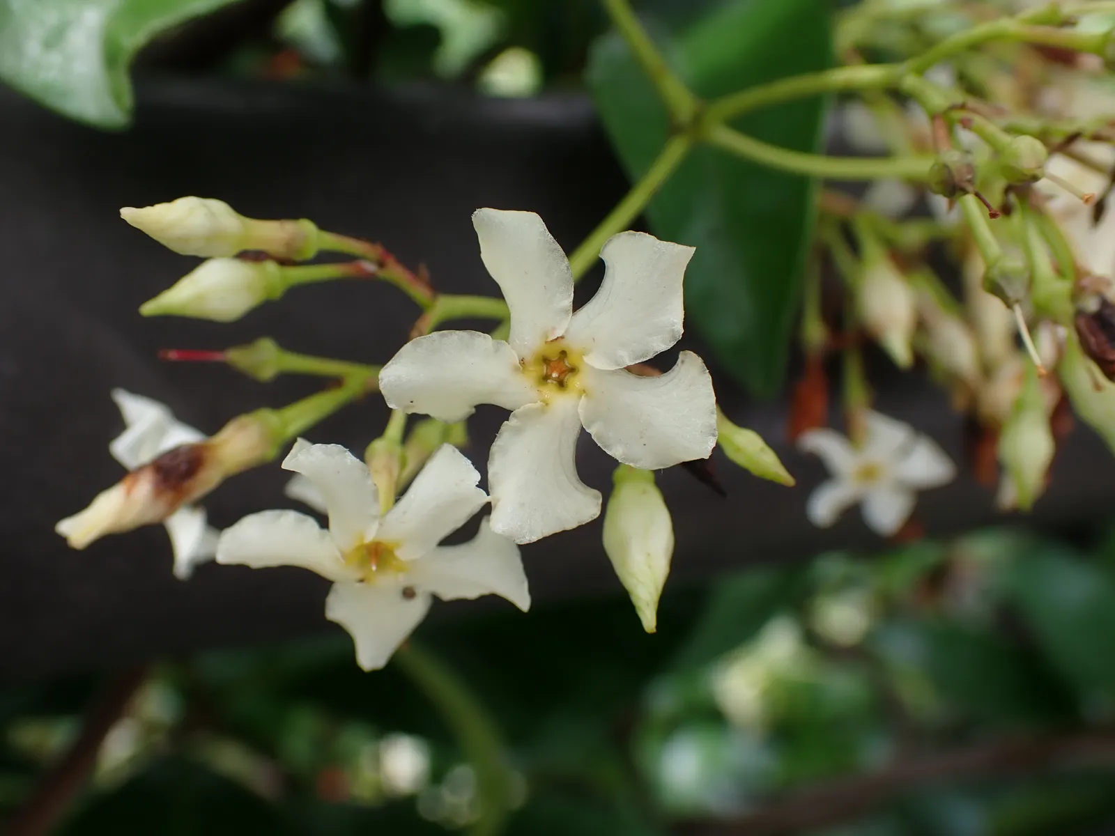 Confederate Jasmine Flower — botanical anatomy illustration