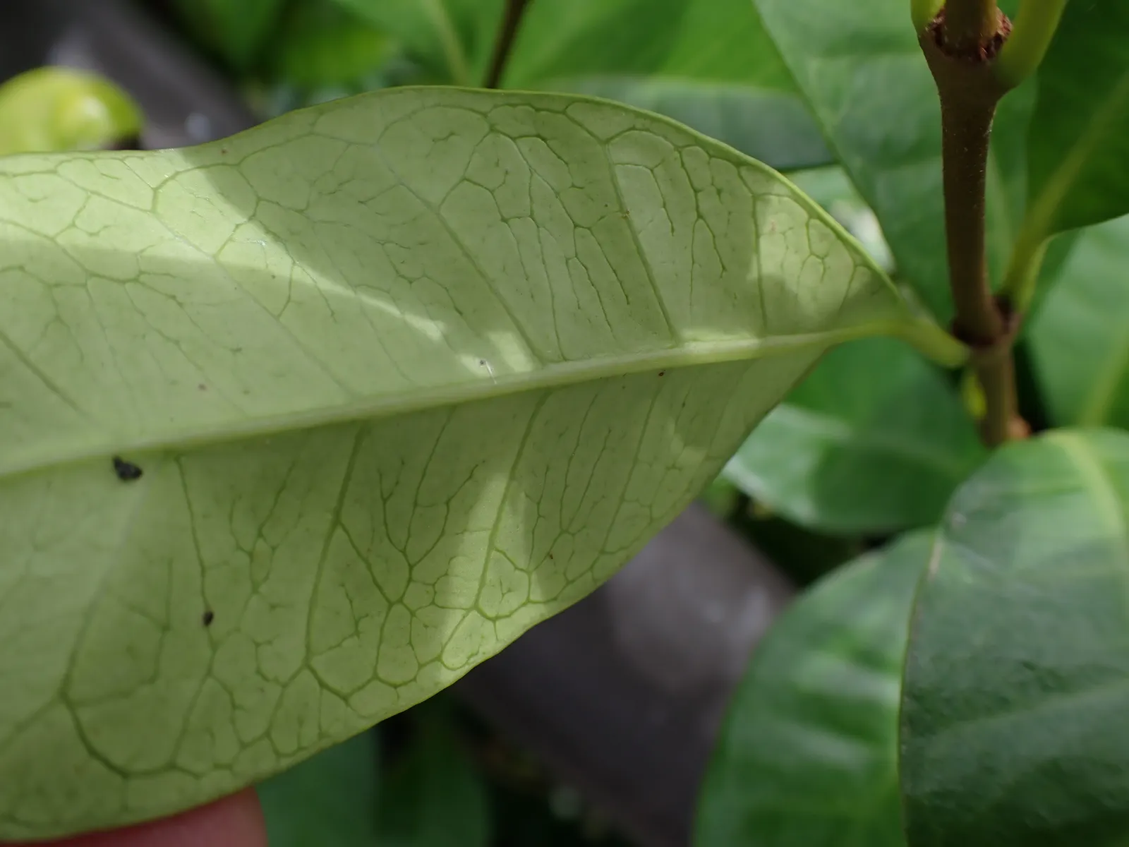 Confederate Jasmine Leaf — botanical anatomy illustration