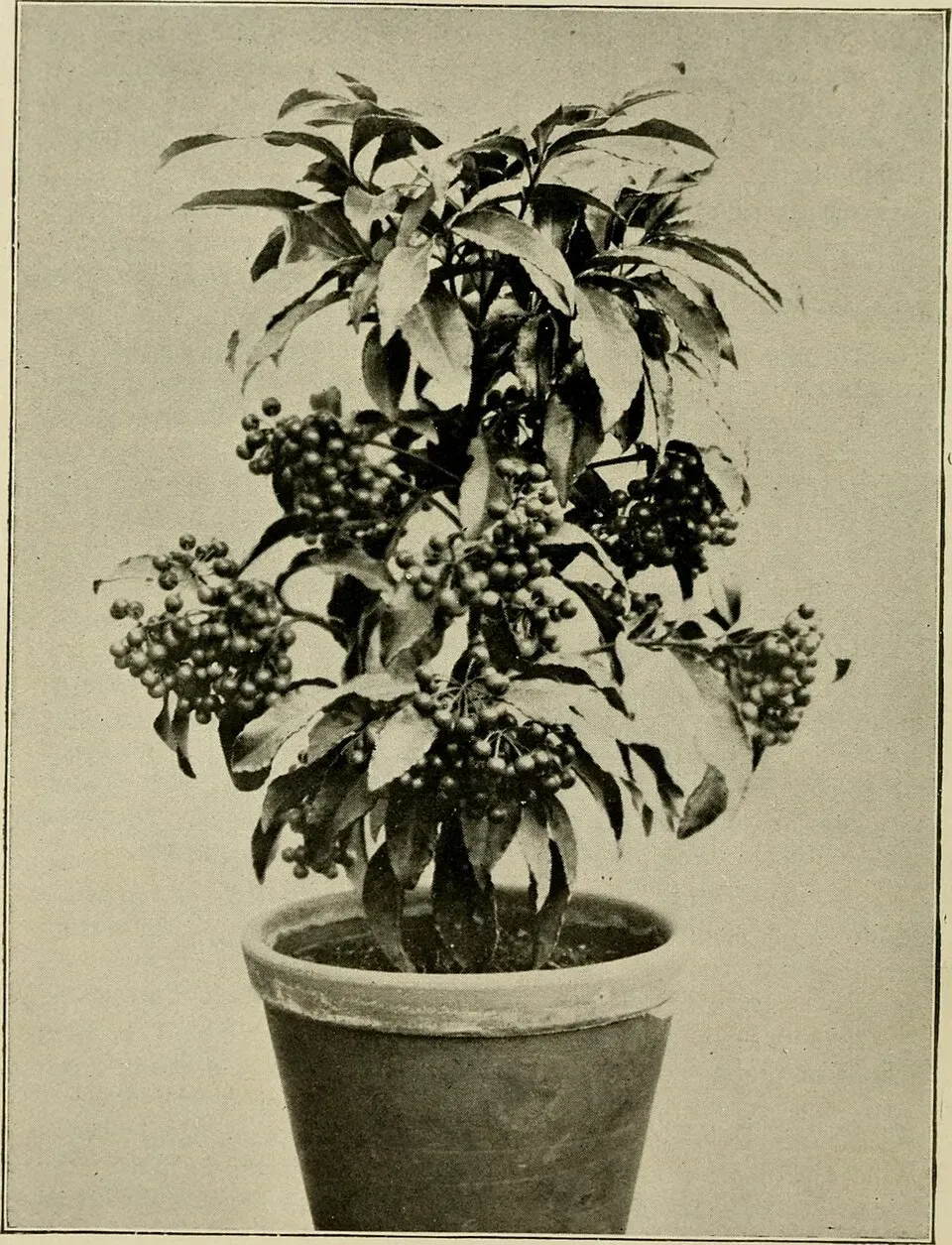 Coral Berry Root System — botanical anatomy illustration