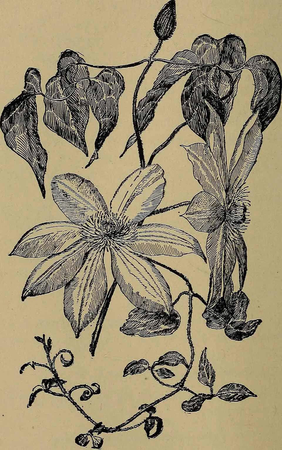 Coral Vine Root System — botanical anatomy illustration