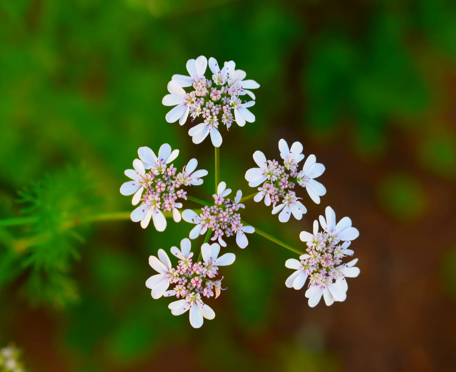 Coriander Flower — botanical anatomy illustration