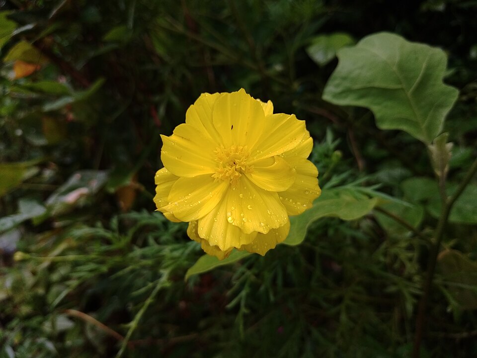 Cosmos Sulphureus Flower — botanical anatomy illustration