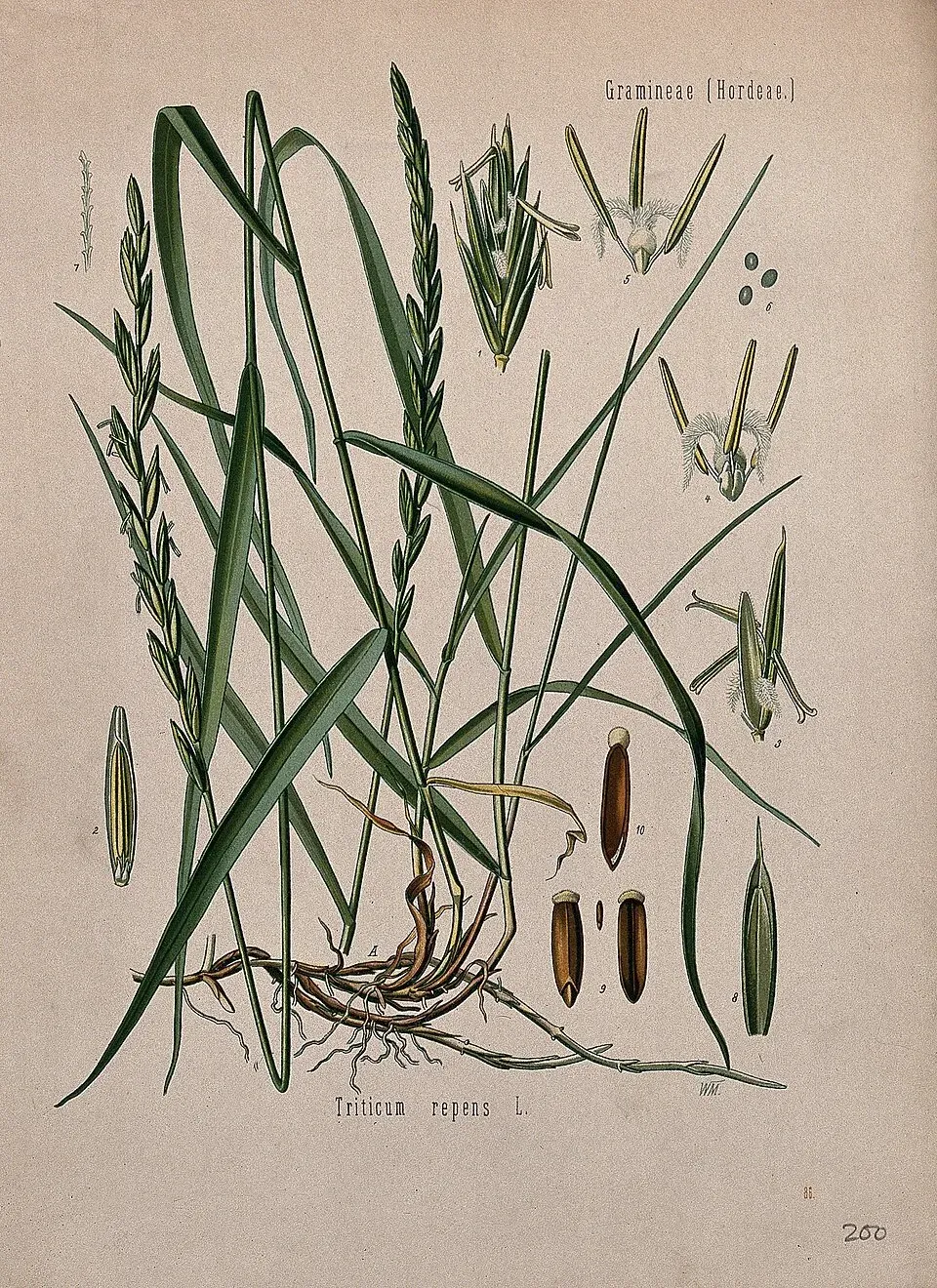 Couchgrass Flower — botanical anatomy illustration
