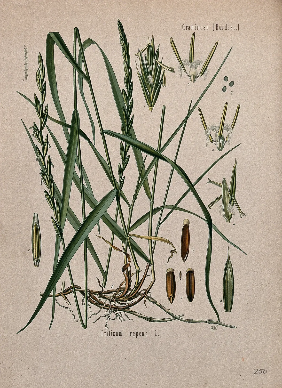 Couchgrass Root System — botanical anatomy illustration