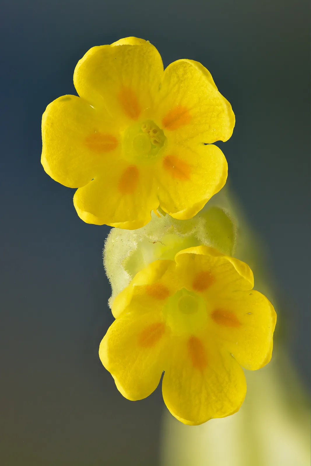 Cowslip Flower — botanical anatomy illustration