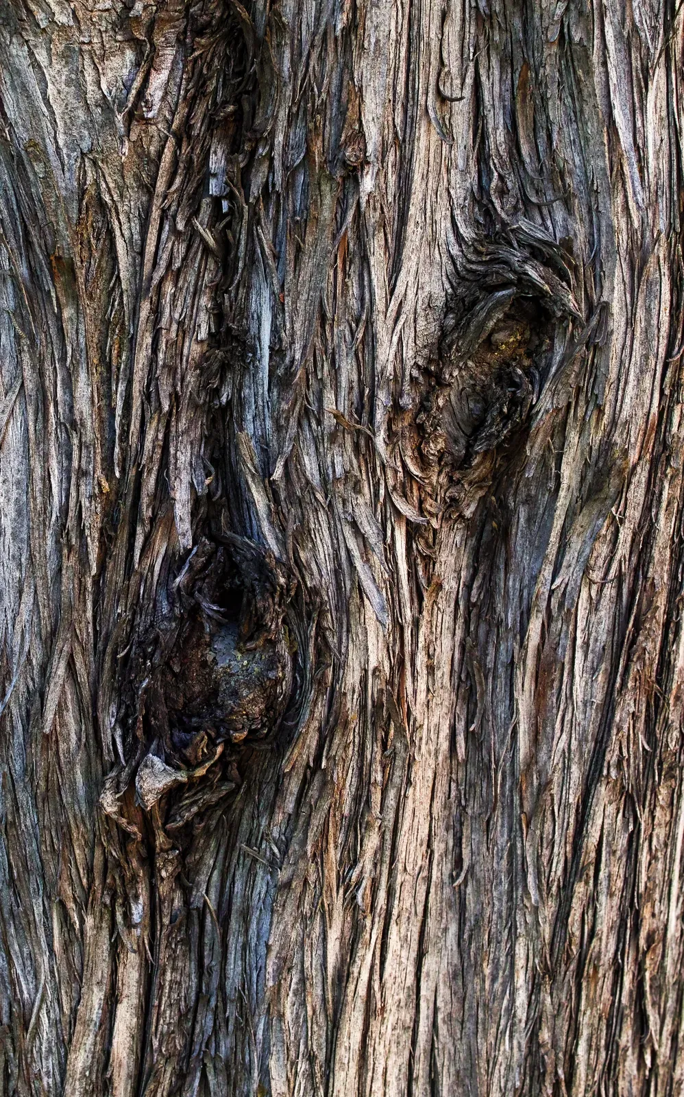 Cypress Bark & Stem — botanical anatomy illustration