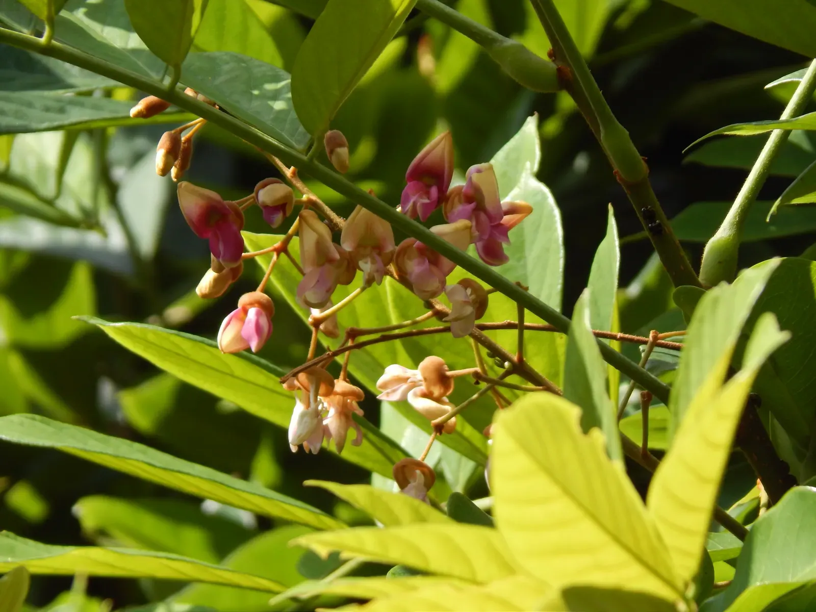 Derris Flower — botanical anatomy illustration