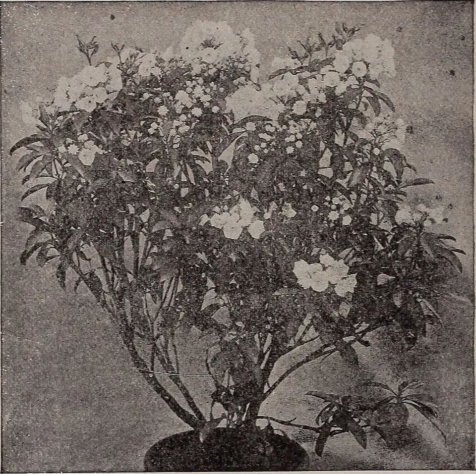 Dong Quai Flower — botanical anatomy illustration