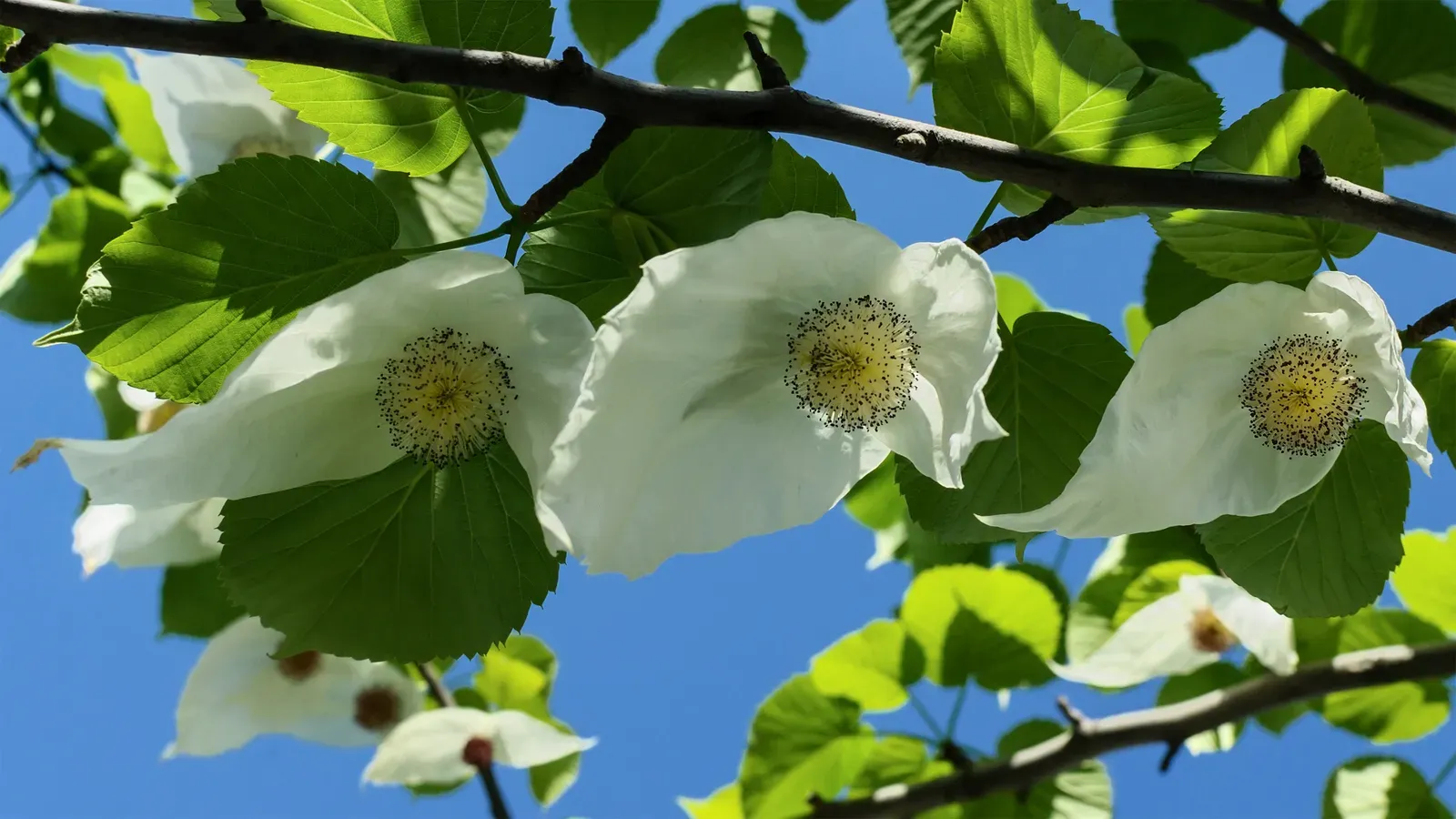 Dove Tree Flower — botanical anatomy illustration