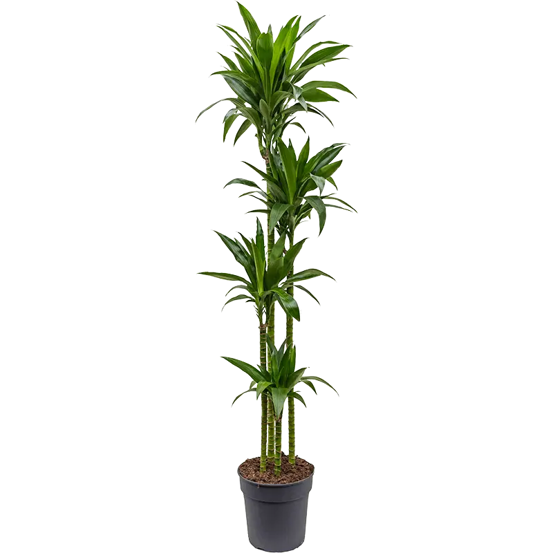 Dracaena Janet Craig Leaf — botanical anatomy illustration