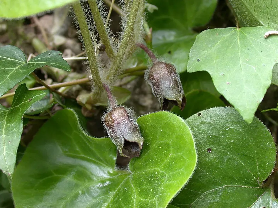 European Wild Ginger Flower — botanical anatomy illustration