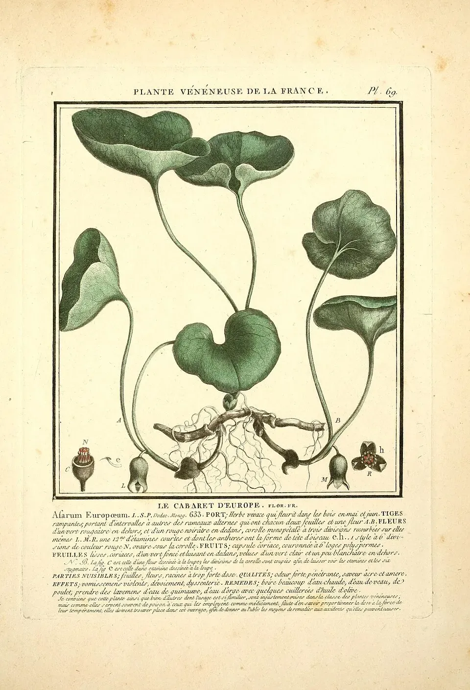 European Wild Ginger Fruit — botanical anatomy illustration
