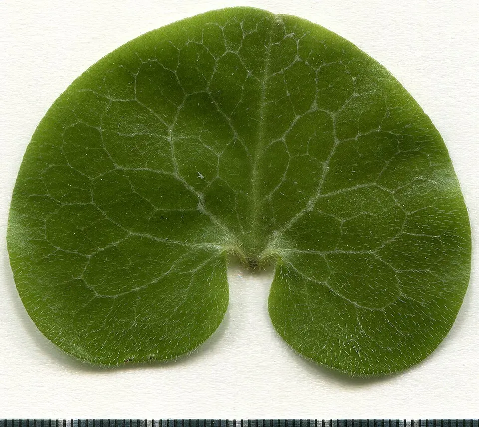 European Wild Ginger Leaf — botanical anatomy illustration