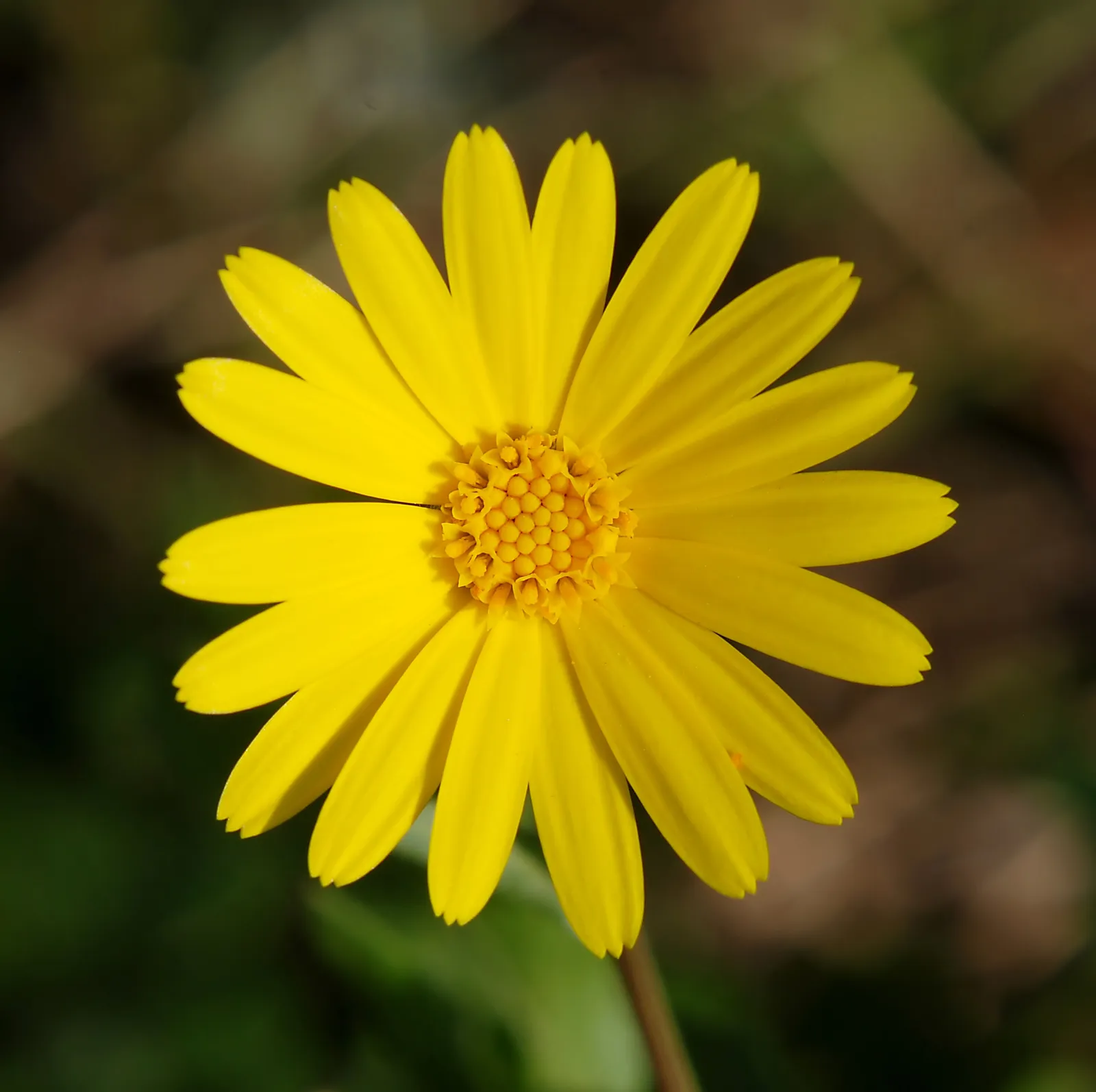 Field Marigold Flower — botanical anatomy illustration