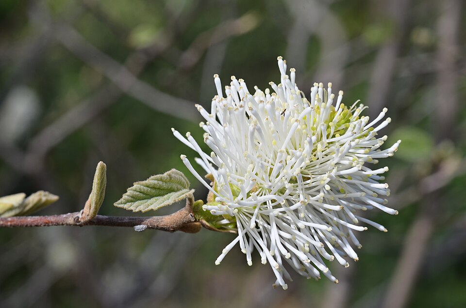 Fothergilla Flower — botanical anatomy illustration