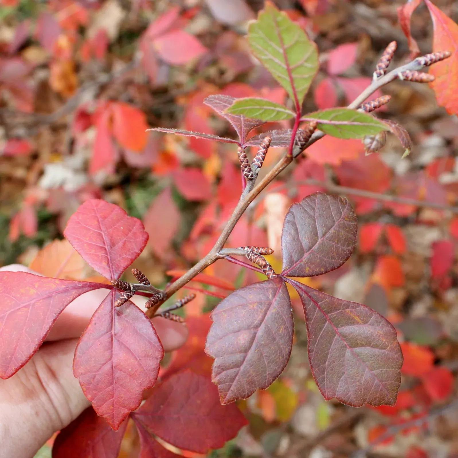 Fragrant Sumac Leaf — botanical anatomy illustration