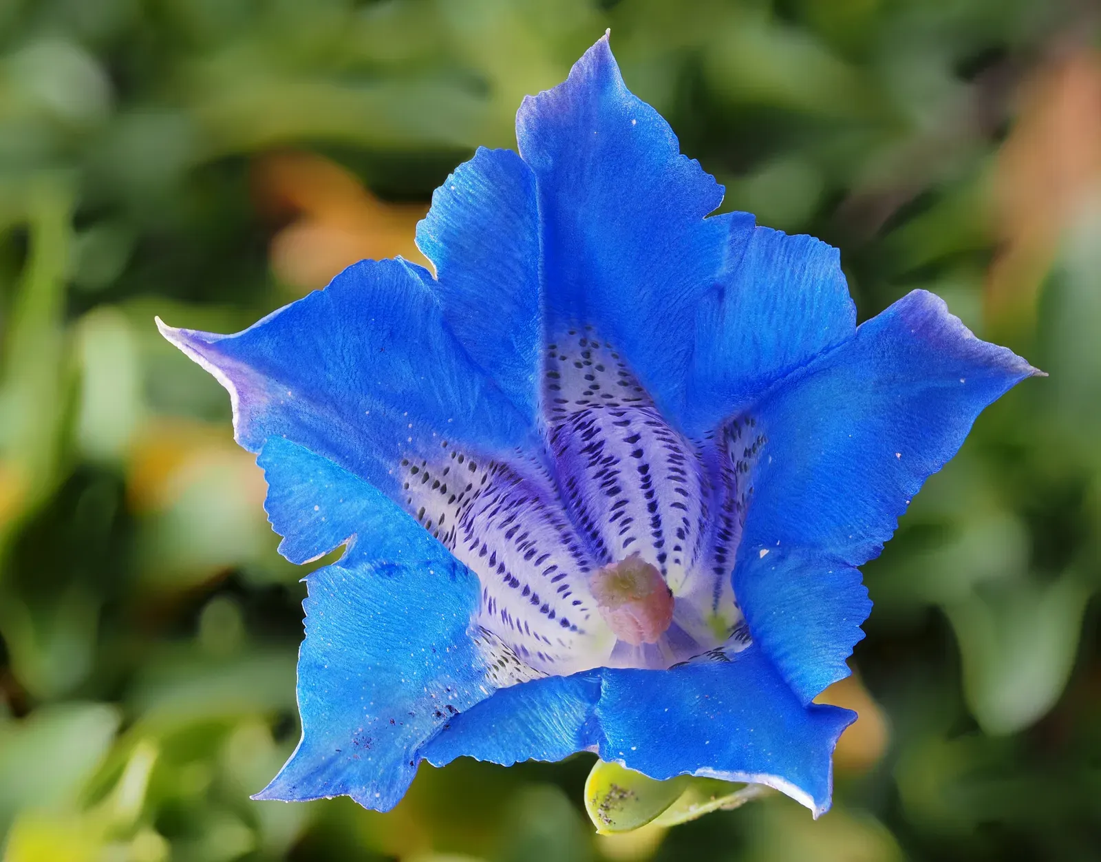Gentiana Acaulis Bark & Stem — botanical anatomy illustration