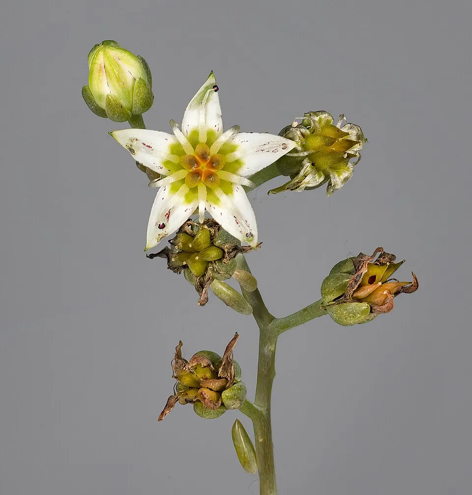Ghost Plant Flower — botanical anatomy illustration
