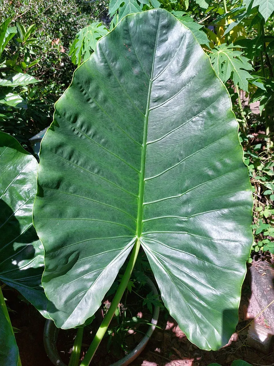 Giant Taro Leaf — botanical anatomy illustration