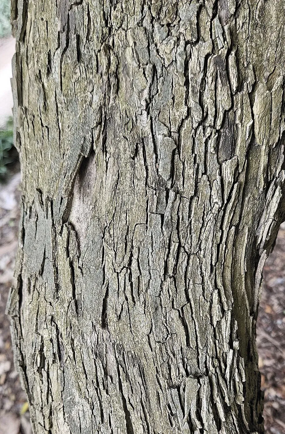Golden Dewdrop Bark & Stem — botanical anatomy illustration