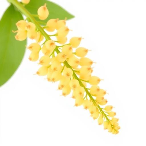 Haritaki Flower — botanical anatomy illustration