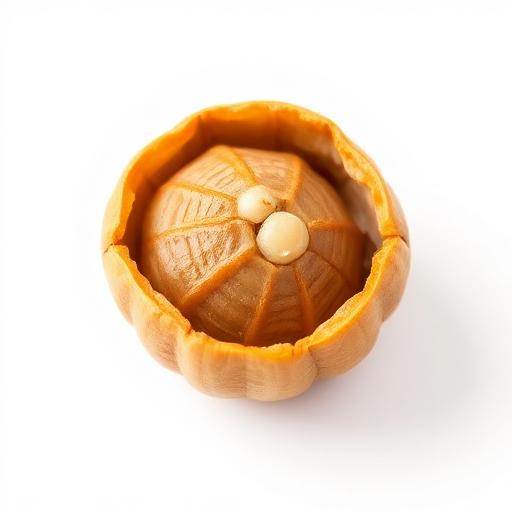 Haritaki Seed — botanical anatomy illustration