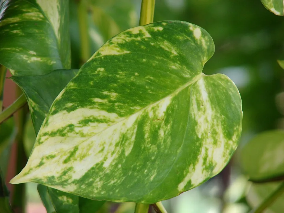 Hawaiian Pothos Leaf — botanical anatomy illustration