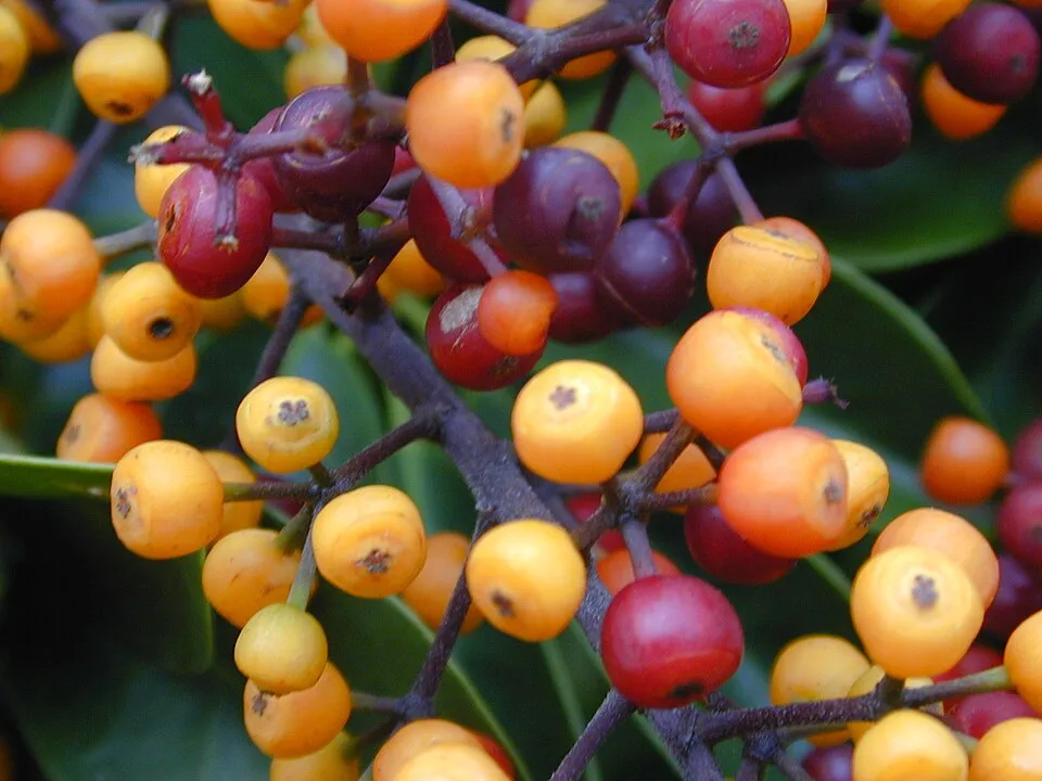 Hawaiian Umbrella Bonsai Fruit — botanical anatomy illustration