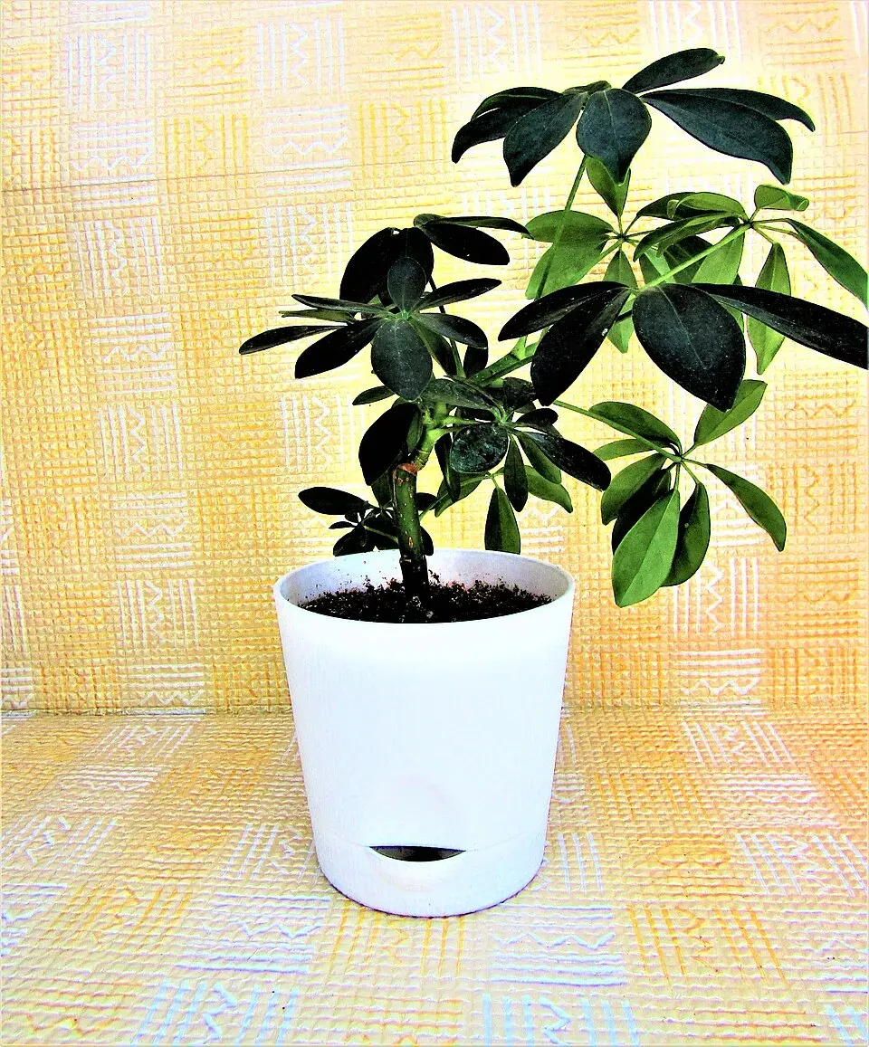 Hawaiian Umbrella Bonsai Leaf — botanical anatomy illustration