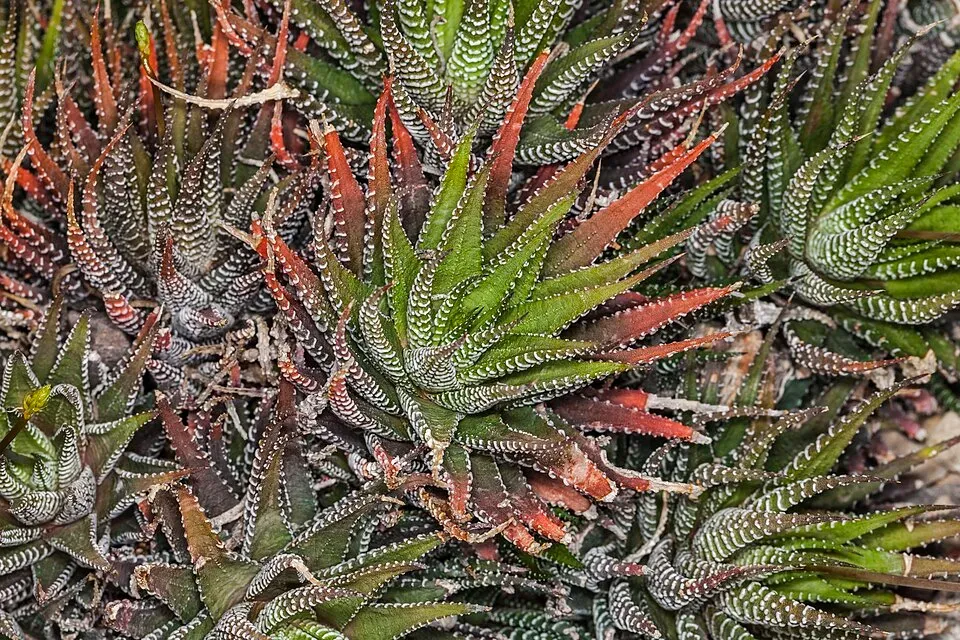 Haworthia Leaf — botanical anatomy illustration