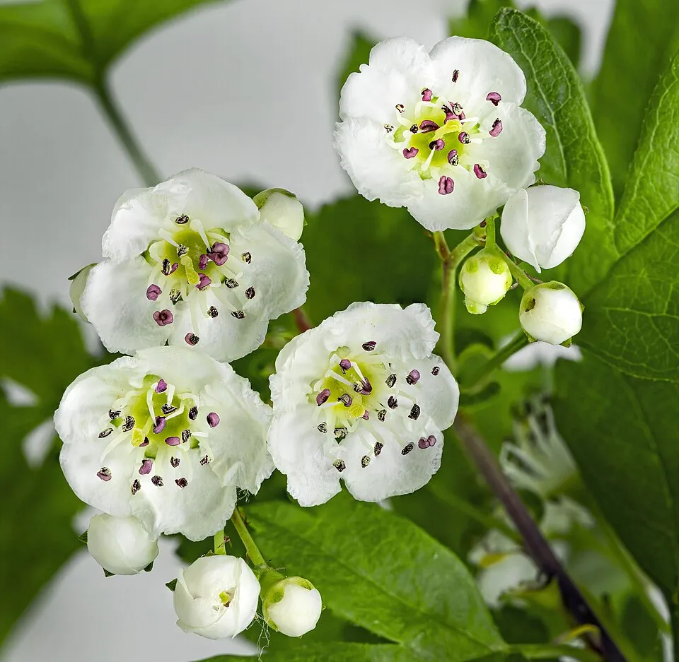 Hawthorn Flower — botanical anatomy illustration