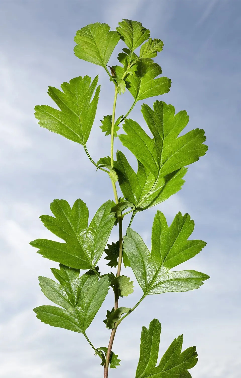 Hawthorn Leaf — botanical anatomy illustration