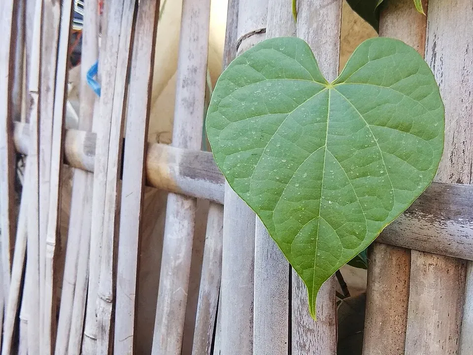 Heart-Leaved Moonseed Leaf — botanical anatomy illustration