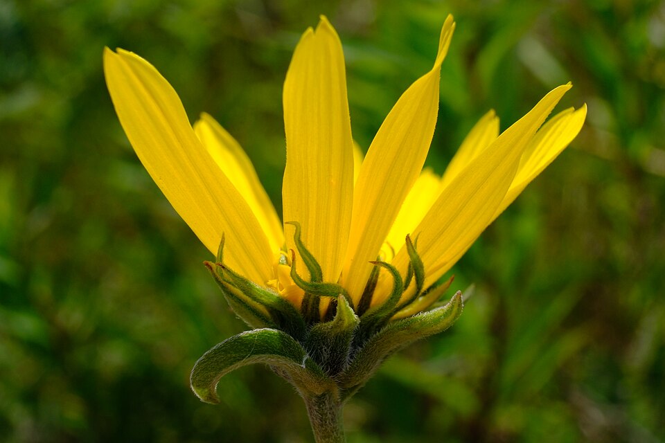 Helianthus Maximiliani Flower — botanical anatomy illustration