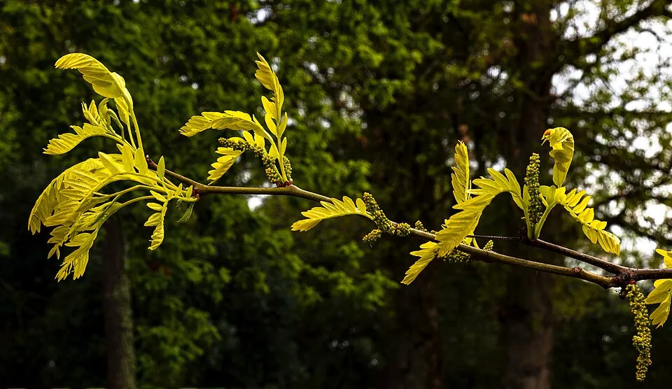 Honey Locust Flower — botanical anatomy illustration