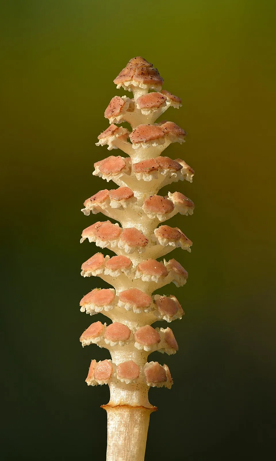 Horsetail Bark & Stem — botanical anatomy illustration